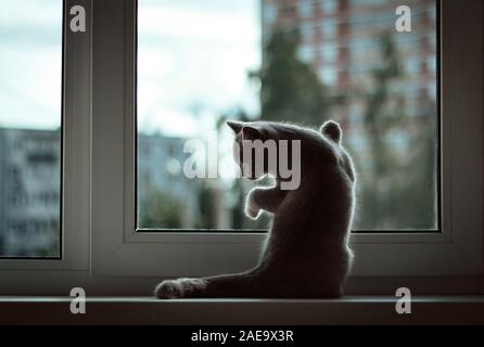 Eine kleine britische Kätzchen am Fenster sitzen auf dem Hintergrund des Abends Stadt. Vordere Beine ruht gegen das Glas, schaut aus dem Fenster. Stockfoto