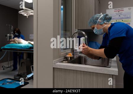 Ein Tierarzt bereitet eine Spay auf einem gelben Lab 6 Monate alten Hund ausführen, indem Sie schrubben in am Waschbecken in Ihrer Klinik. Stockfoto