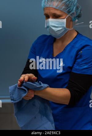 Ein Tierarzt bereitet eine Spay auf einem gelben Lab 6 Monate alten Hund ausführen, indem Sie schrubben in am Waschbecken in Ihrer Klinik. Stockfoto