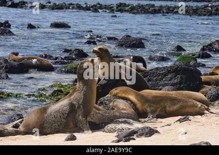 Seelöwen spielen, La Loberia, Isla San Cristobal, Galapagos Inseln, Ecuado Stockfoto