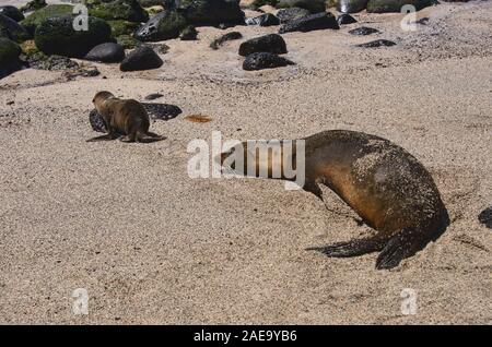 Seelöwen spielen, La Loberia, Isla San Cristobal, Galapagos Inseln, Ecuado Stockfoto