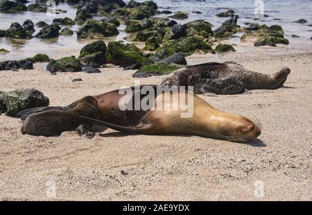 Seelöwen spielen, La Loberia, Isla San Cristobal, Galapagos Inseln, Ecuado Stockfoto