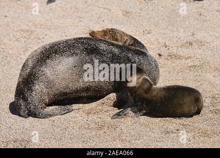 Seelöwen spielen, La Loberia, Isla San Cristobal, Galapagos Inseln, Ecuado Stockfoto