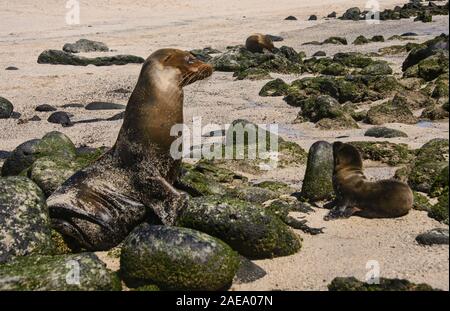 Seelöwen spielen, La Loberia, Isla San Cristobal, Galapagos Inseln, Ecuado Stockfoto