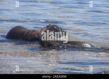 Seelöwen spielen, La Loberia, Isla San Cristobal, Galapagos Inseln, Ecuado Stockfoto