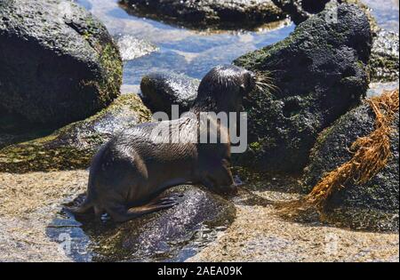 Seelöwen spielen, La Loberia, Isla San Cristobal, Galapagos Inseln, Ecuado Stockfoto