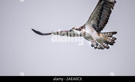 Osprey mit Flügel weit verbreitet und halten die Hälfte gegessen Fischen Stockfoto