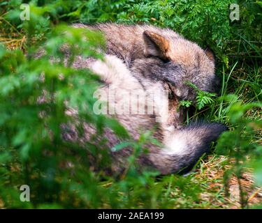 Wolf Tier close-up Profil anzeigen Schlafen mit Vorder- und Hintergrund Laub Fokus im Hintergrund im Wald Anzeige Anzeige von seinem f Stockfoto