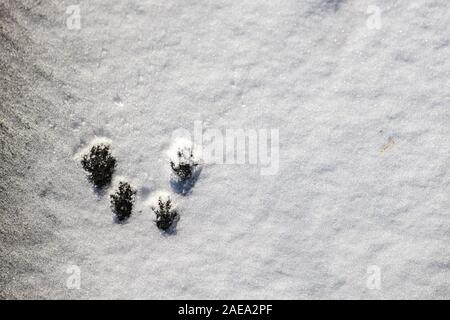 Ein einziger Satz von Spuren einer amerikanischen roten Eichhörnchen bounding über den Schnee sind direkt von oben gesehen. Der weiße Schnee Oberfläche die characteristi Stockfoto