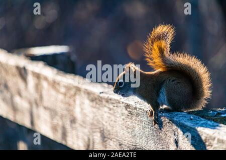 Eine Amerikanische rote Eichhörnchen lehnt sich vorwärts von der Stange auf der sonnenbeschienenen Holzzaun wie bereitet er sich auf den Boardwalk unten zu springen. Stockfoto