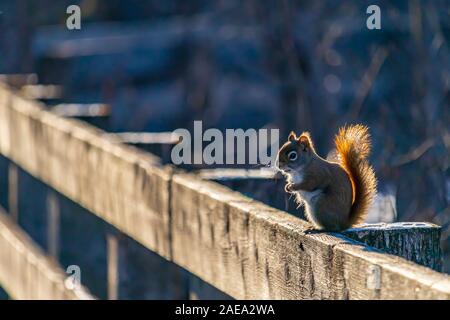 Eine Amerikanische rote Eichhörnchen (Tamiasciurus hudsonicus) steht aufrecht auf ihren Hinterbeinen auf einem hölzernen Zaun am Rand der Promenade Naturlehrpfad. Bevor ein Stockfoto