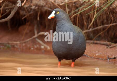 SCHWARZSCHWANZHENNEN (TRIBONYX VENTRALIS SYN GALLINULA VENTRALIS), DIE IN DEN SEICHTEN FEUCHTGEBIETEN IM WESTEN AUSTRALIENS STEHEN. Stockfoto