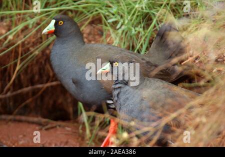 WILDSCHWANZHENNEN (TRIBONYX VENTRALIS SYN GALLINULA VENTRALIS), FEUCHTGEBIET IN WESTAUSTRALIEN. Stockfoto
