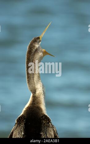 Schlangenhalsvogel (Anhinga melanogaster Vogel), Western Australia. Schlangenhalsvögel werden auch als Schlange Vögeln bekannt. Stockfoto