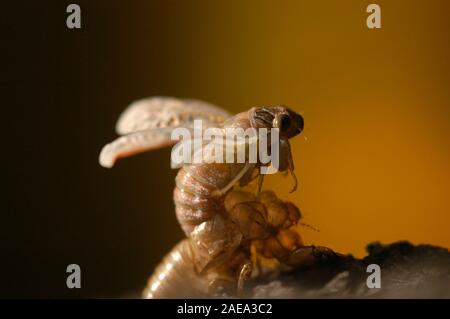 Die zikade bricht durch deren Larven shell Als ausgewachsenen Erwachsenen zu entwickeln. Australien verfügt über mehr als 200 Arten der Zikaden. Stockfoto