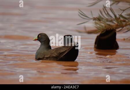 EINHEIMISCHE SCHWARZSCHWANZ-HÜHNER (TRIBONYX VENTRALIS SYN GALLINULA VENTRALIS) SCHWIMMEN, FEUCHTGEBIET, WESTAUSTRALIEN. Stockfoto