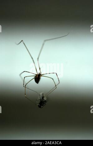 Vater-Longlegs-Spinne (Pholcus phalangioides) mit einem Insekt, das sie in ihrem Netz gefangen hat. Stockfoto