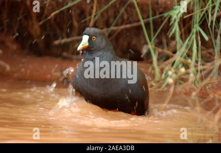 SCHWARZSCHWANZHENNEN (TRIBONYX VENTRALIS SYN GALLINULA VENTRALIS), DIE IN DEN UNTIEFEN EINES FEUCHTGEBIETS IM WESTEN AUSTRALIENS PLANSCHEN. Stockfoto