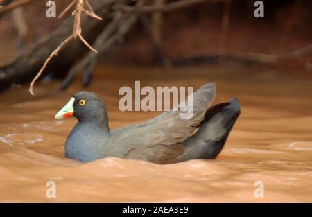 HEIMISCHE SCHWARZSCHWANZHENNEN (TRIBONYX VENTRALIS SYN GALLINULA VENTRALIS) SCHWIMMEN, FEUCHTGEBIET, WESTAUSTRALIEN. Stockfoto