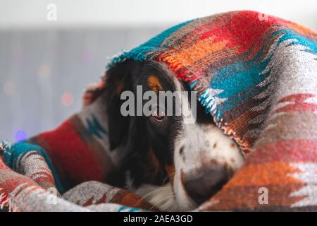 Berner Sennenhund unter der im Bett ausgeblendet Stockfoto