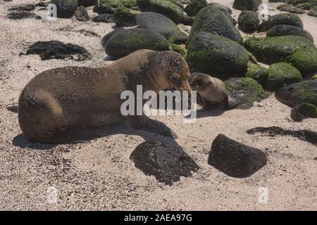 Mutter und Baby sea lion, La Loberia, Isla San Cristobal, Galapagos, Ecuador Stockfoto