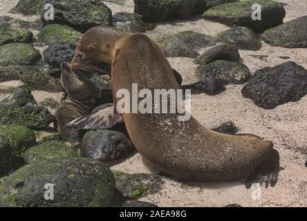 Mutter und Baby sea lion, La Loberia, Isla San Cristobal, Galapagos, Ecuador Stockfoto