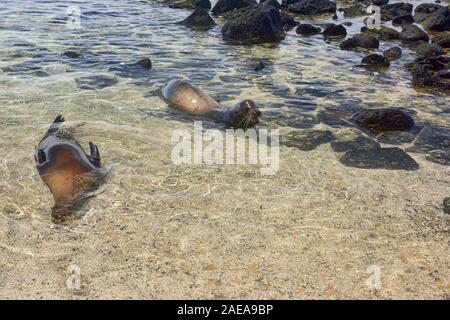 Jugendliche Seelöwen spielen, La Loberia, Isla San Cristobal, Galapagos, Ecuador Stockfoto