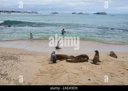 Schwimmen mit Seelöwen am Playa Mann, Isla San Cristobal, Galapagos, Ecuador Stockfoto