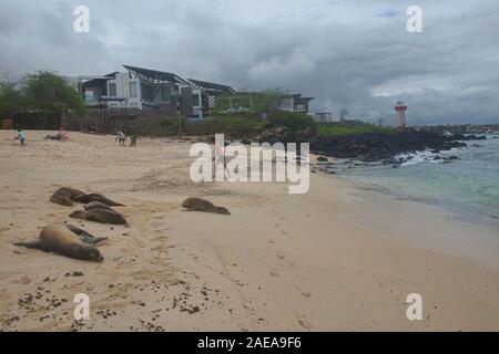 Schwimmen mit Seelöwen am Playa Mann, Isla San Cristobal, Galapagos, Ecuador Stockfoto