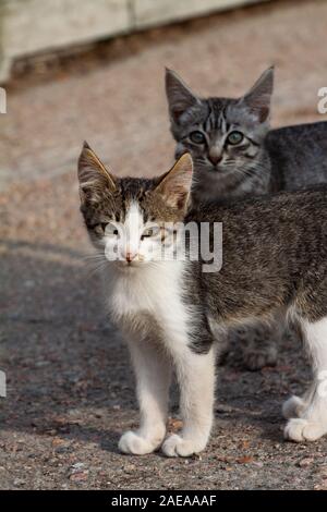 Zwei Kätzchen - zwei fröhliche Freunde, streunende Katzen, die Straße auf den Straßen der Stadt Stockfoto