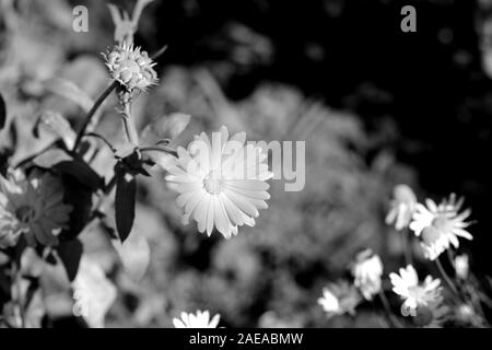 Calendula flower an einem hellen Sommertag im Garten Nahaufnahme. Schwarz und Weiß. Monochrome natürlichen Hintergrund Stockfoto