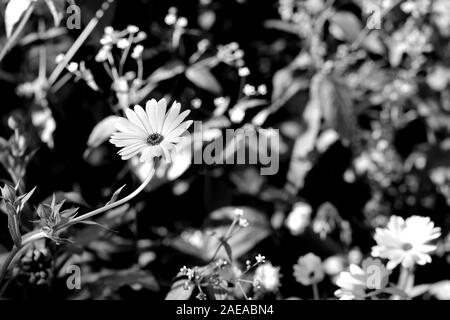 Calendula flower an einem hellen Sommertag im Garten Nahaufnahme. Schwarz und Weiß. Monochrome natürlichen Hintergrund Stockfoto