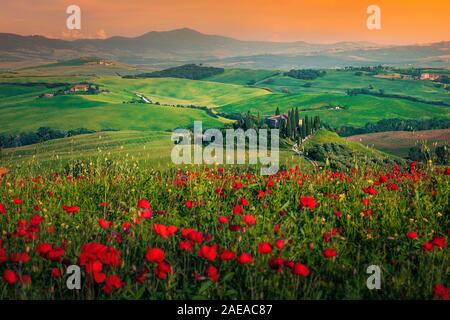 Malerische Korn Wiesen und blühende rote Mohnblumen bei Sonnenuntergang, in der Nähe von Pienza, Toskana, Italien. Frühling Landschaft und Landwirtschaft Konzept Stockfoto