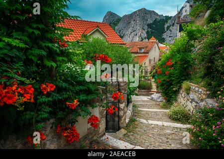 Mittelmeer gemütlich eingerichtete Straße mit Trompete Blumen in Dalmatien, Omis, Kroatien, Europa Stockfoto