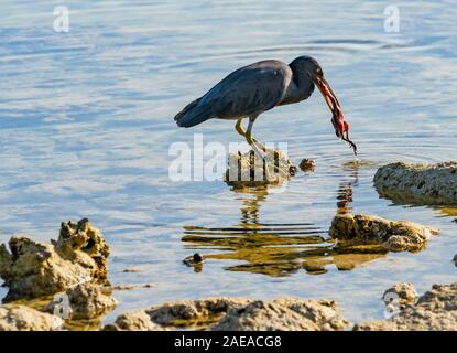 Östlichen egret, grau morph Version stehen auf Coral mit toten Baby Vogel in der Lagune auf Lady Elliot Island Queensland Australien. Stockfoto