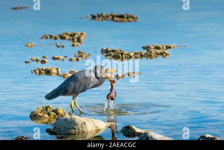 Östlichen egret, grau morph Version stehen auf Coral mit toten Baby Vogel in der Lagune auf Lady Elliot Island Queensland Australien. Stockfoto