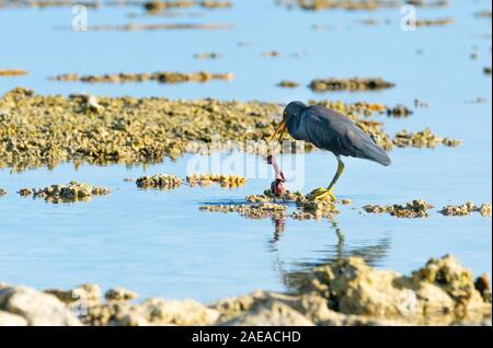 Östlichen egret, grau morph Version stehen auf Coral mit toten Baby Vogel in der Lagune auf Lady Elliot Island Queensland Australien. Stockfoto