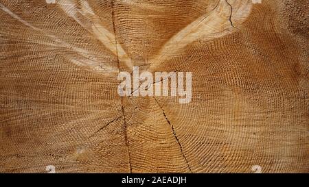 Pseudotsuga menziesii oder Küste Douglasie Schnitt mit Baumringe und Holz Risse anmelden. Ein nadelbaum in der Kiefer Familie Pinaceae. Stanislaus National Forest Stockfoto