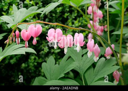 Traenendes Herz (Lamprocapnos californica) Stockfoto