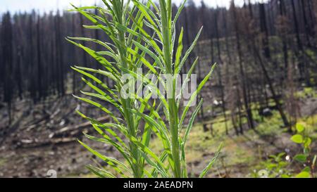 Waldverjüngung mit verbrannten Bäume nach dem Donnell Feuer, ein Jahr später. Darndanelle, Stanislaus National Forest auf Landstraße 108, Kalifornien. Stockfoto