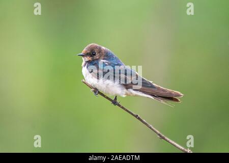 Schlucken auf eine Filiale im hoskote See Bangalore, Karnataka Stockfoto