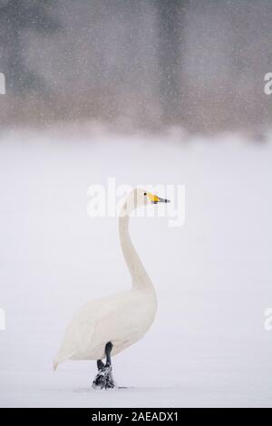 Singschwänen in Kushiro Hokkaido, Japan Stockfoto