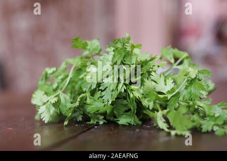 Reihe von frischen Koriander Blätter über weißem Hintergrund Stockfoto