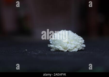 Chamanthi Blumen auf Schwarz verschwommenen Hintergrund in Indien Stockfoto