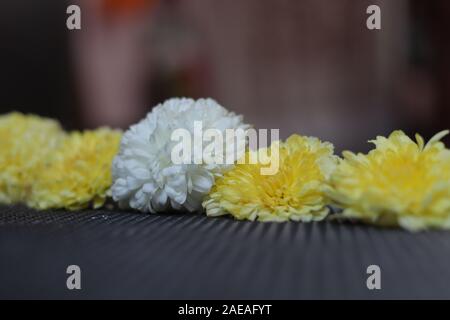 Chamanthi Blumen auf Schwarz verschwommenen Hintergrund in Indien Stockfoto