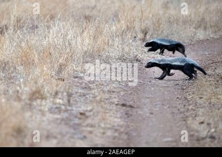 Honigdachs im Kruger Nationalpark Südafrika hautnah Stockfoto