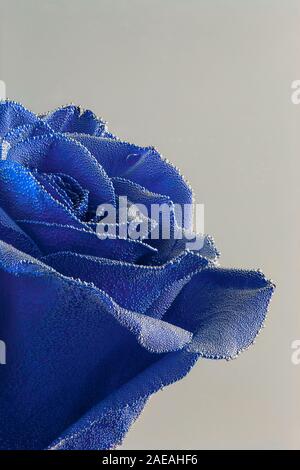 Blaue Rose unter Luftblasen Nahaufnahme auf grauem Hintergrund Stockfoto