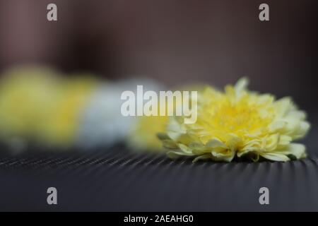 Chamanthi Blumen auf Schwarz verschwommenen Hintergrund in Indien Stockfoto