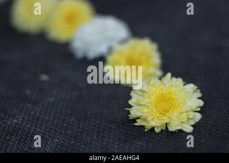 Chamanthi Blumen auf Schwarz verschwommenen Hintergrund in Indien Stockfoto