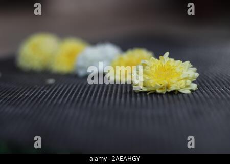 Chamanthi Blumen auf Schwarz verschwommenen Hintergrund in Indien Stockfoto